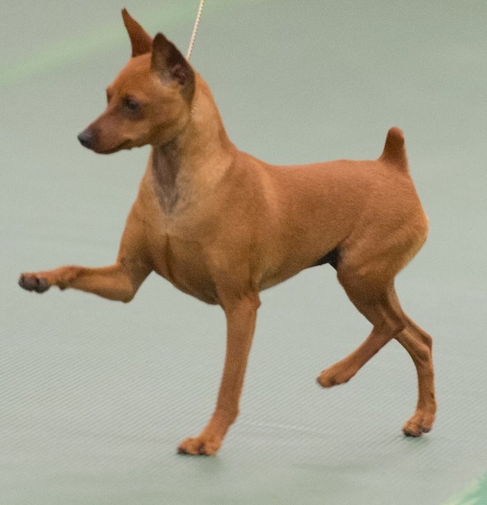 brown miniature pinscher