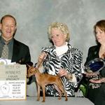 CH. Cheristar's Curtsy In The Sand winning her first major at 6 month of age