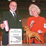 CH. Cheristar's Icing On The Cake winning a 4 point major in VA. What a sweet girl she is!