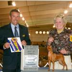 CH. Cheristar's Pirouette In The Sand finishing her CH. She won a 5 point major this day and went Best Of Breed over Specials. She is a fancy show girl.